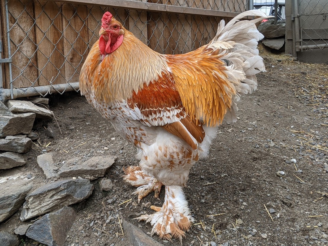 Riggins FANCY Chickens