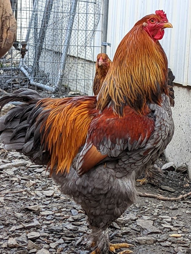 Riggins FANCY Chickens